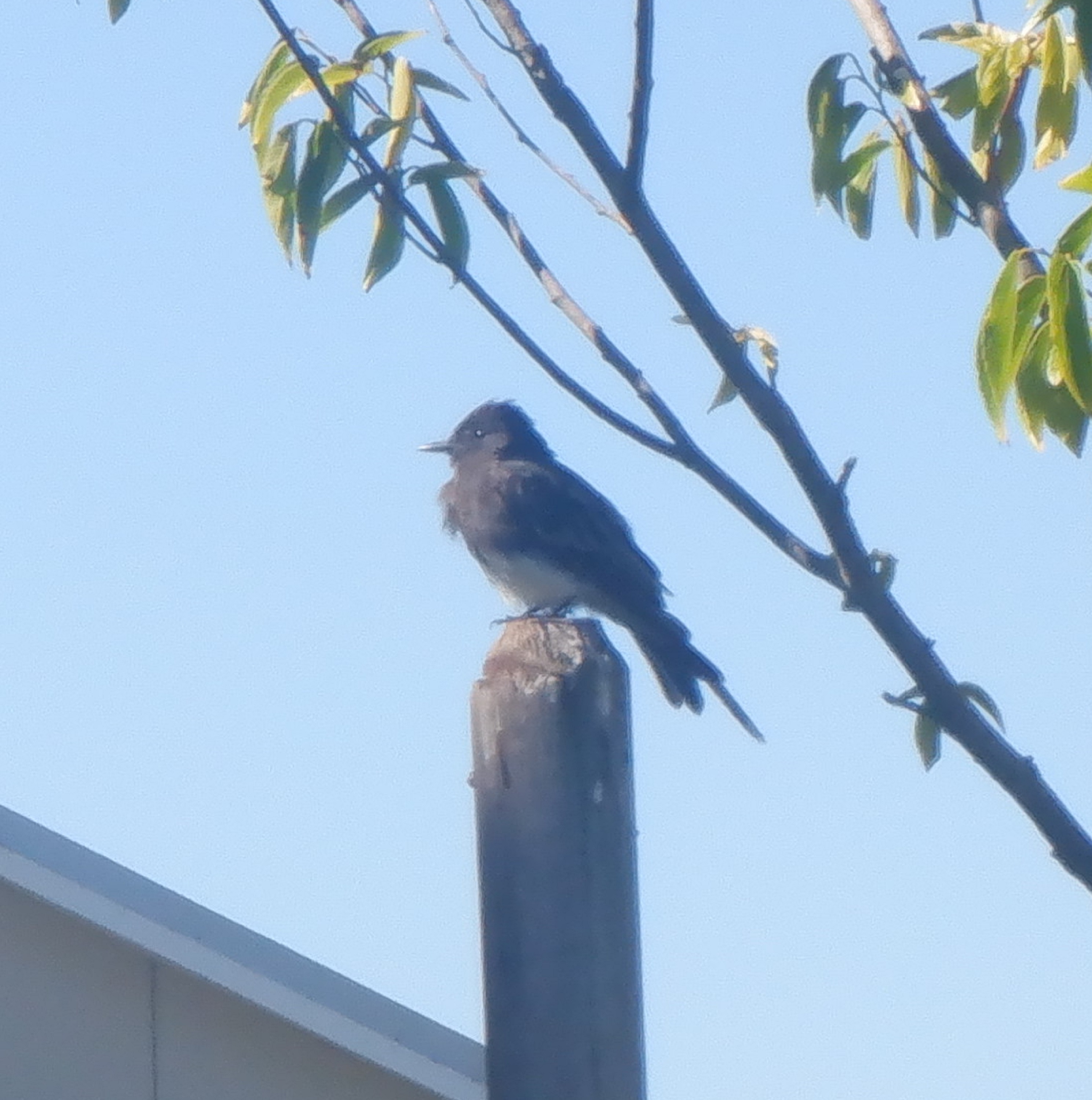 Photo I took of a bird on a walk 8-13-22 Photo I took of a bird on a walk 8-13-22