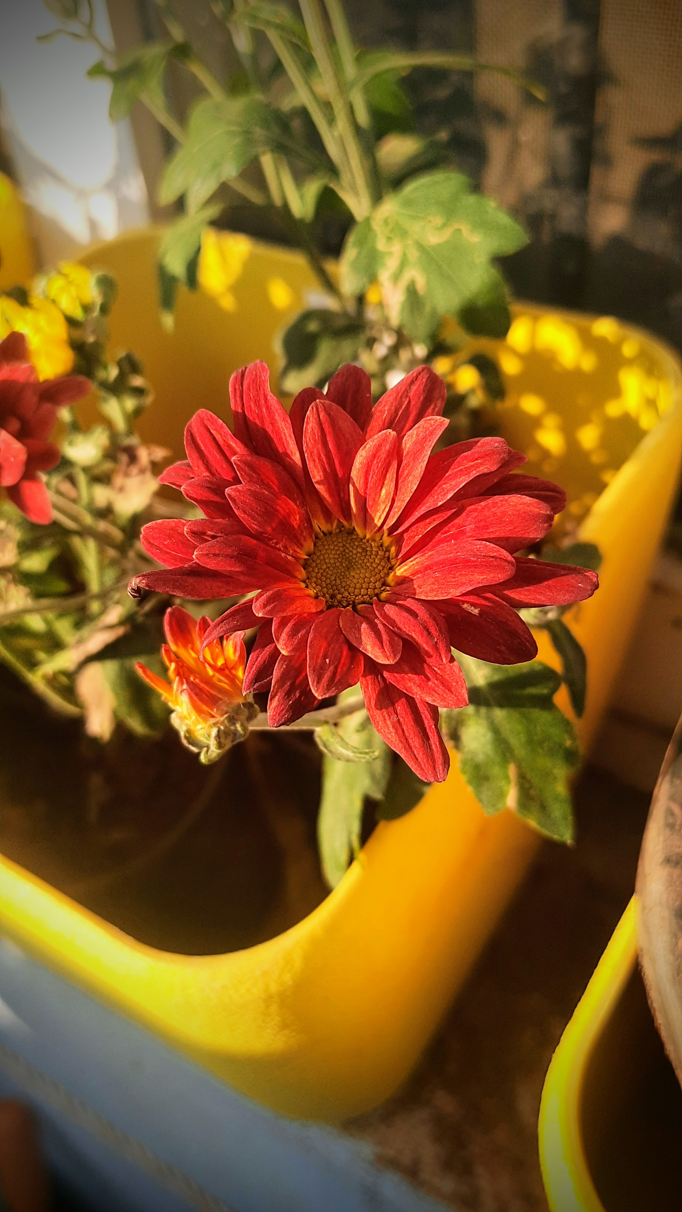 Pretty red flower