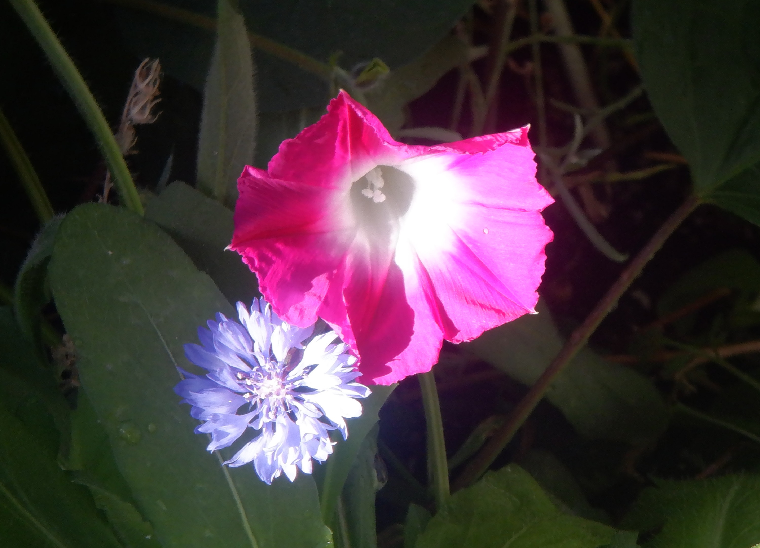 Photo I took of flowers still growing in one of my planterboxes Photo I took of flowers still growing in one of my planterboxes