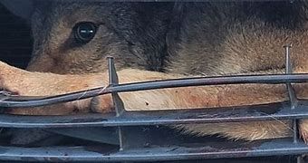 A coyote that was injured in an auto accident in Florida survives. A coyote that was injured in an auto accident in Florida survives.