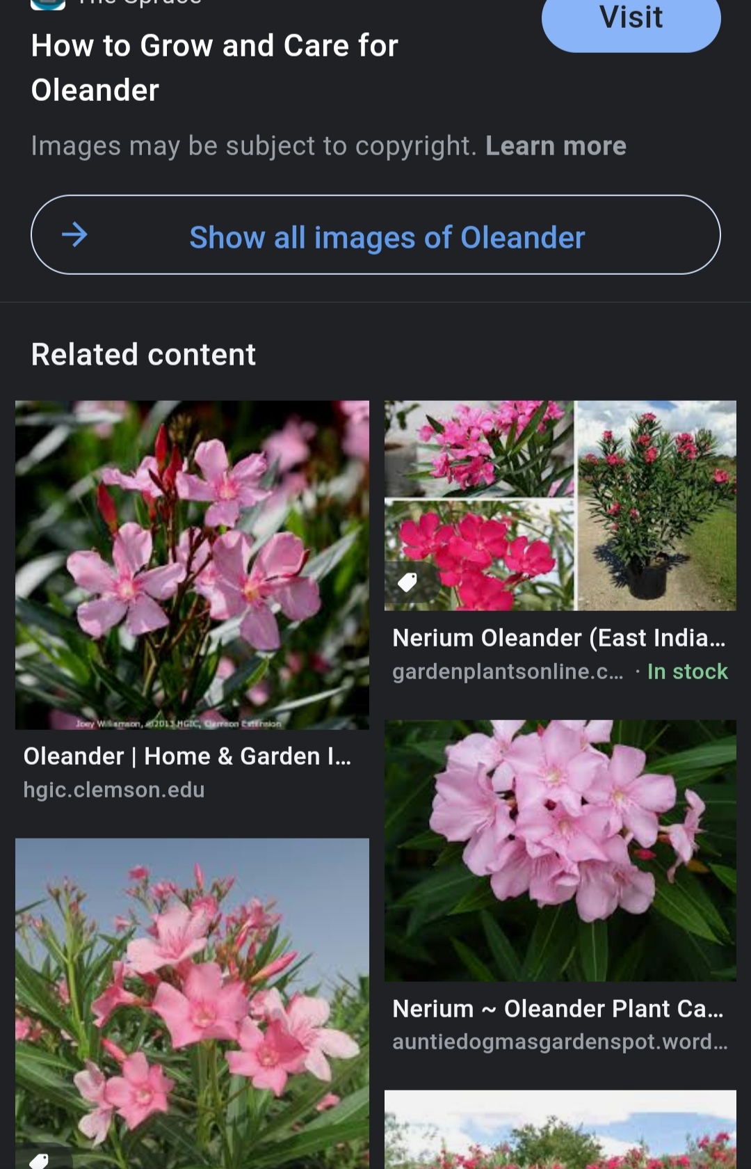 Nerium Oleander