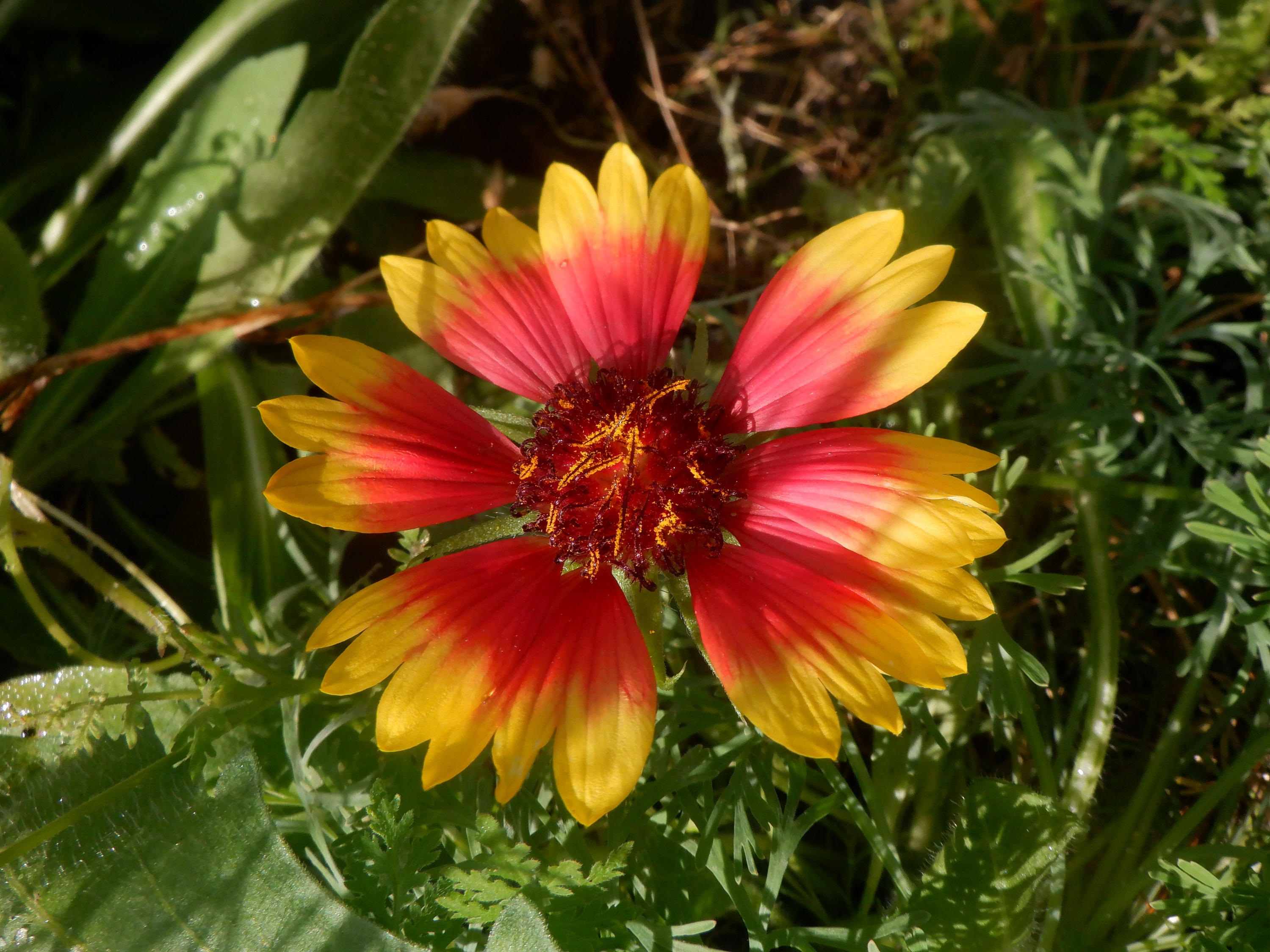 Flower I took a photo of in one of the planterboxes