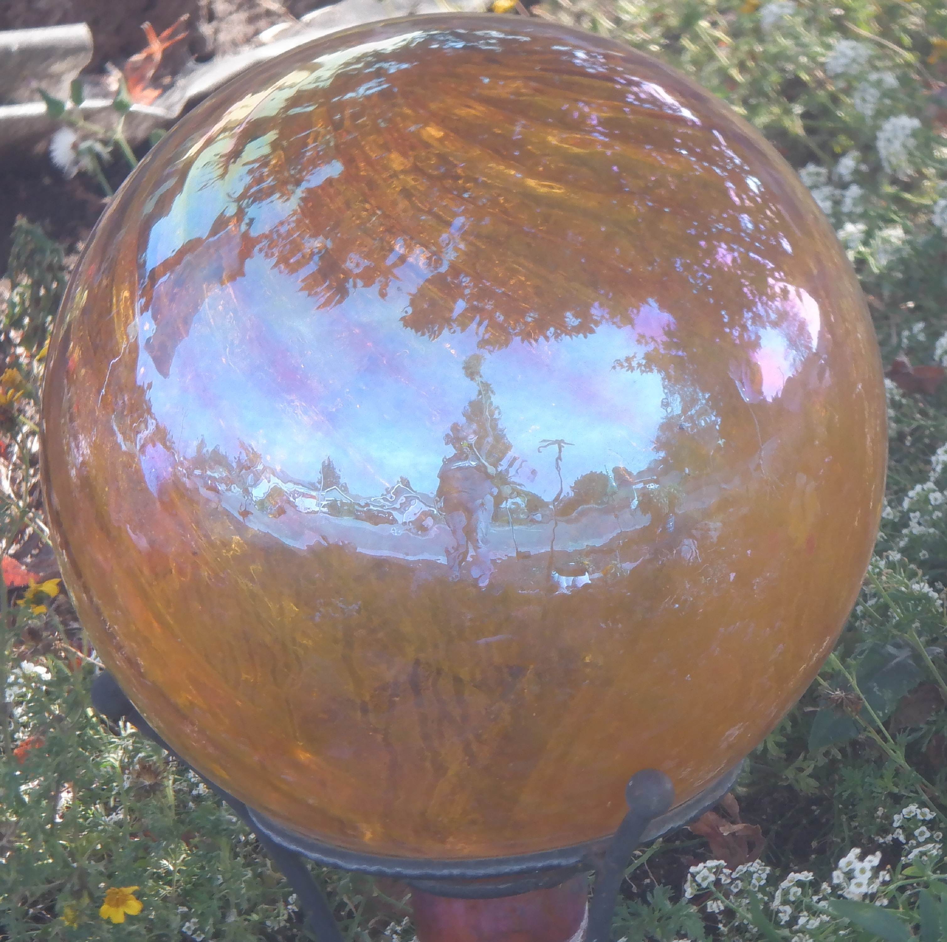 Gazing ball in someone's yard on my walk Gazing ball in someone's yard on my walk