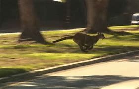 A mountain lion on the loose in Los Angeles on Thursday.