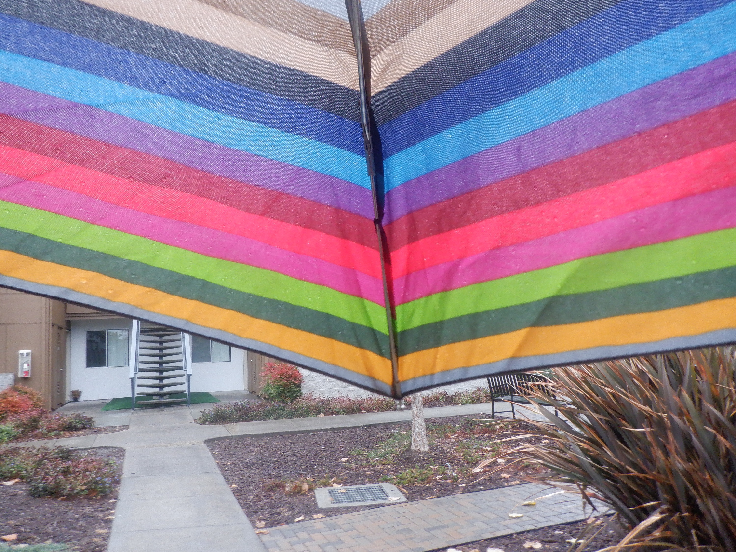 Photo I took from under my umbrella while on a walk Photo I took from under my umbrella while on a walk