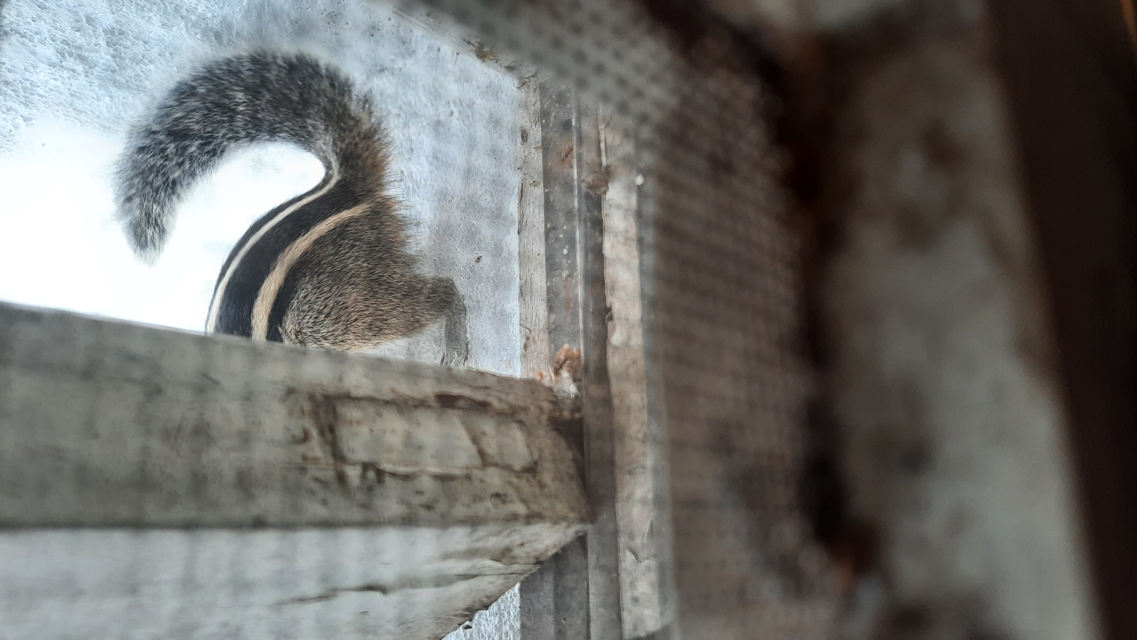 A squirrel in the morning A squirrel in the morning
