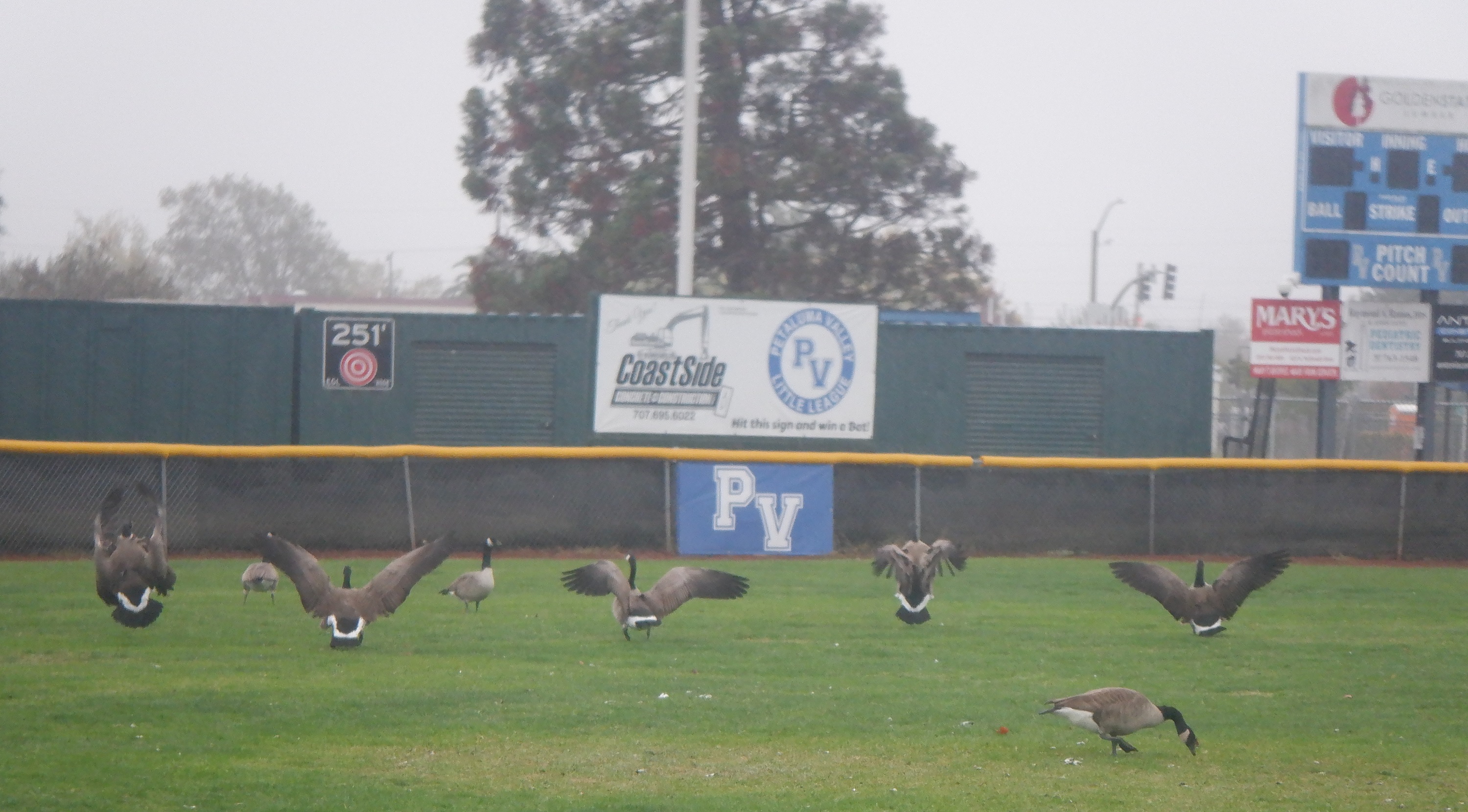 Canadian geese in the ballfield across from the apartment complex Canadian geese in the ballfield across from the apartment complex