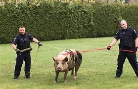 Two Aurora police officers wrangle a loose hog on Sunday.
