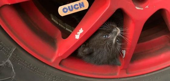 Kitten stuck in a wheel of a truck in Lawrence Massachusetts rescued.