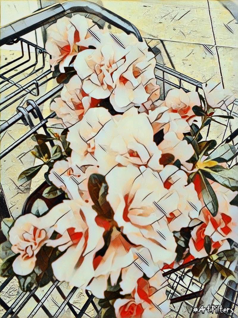 shopping cart full of flowers for my wife!