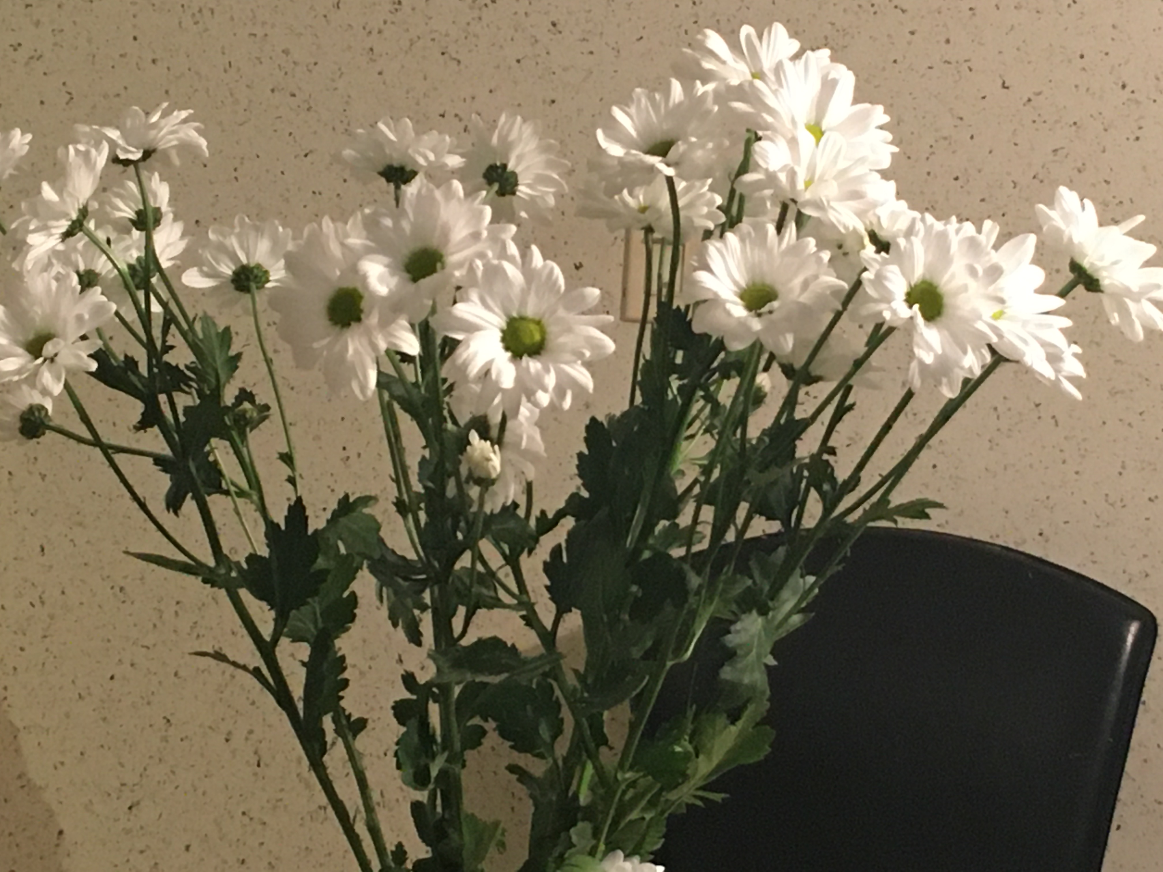Bouquet of Daisies / myLot