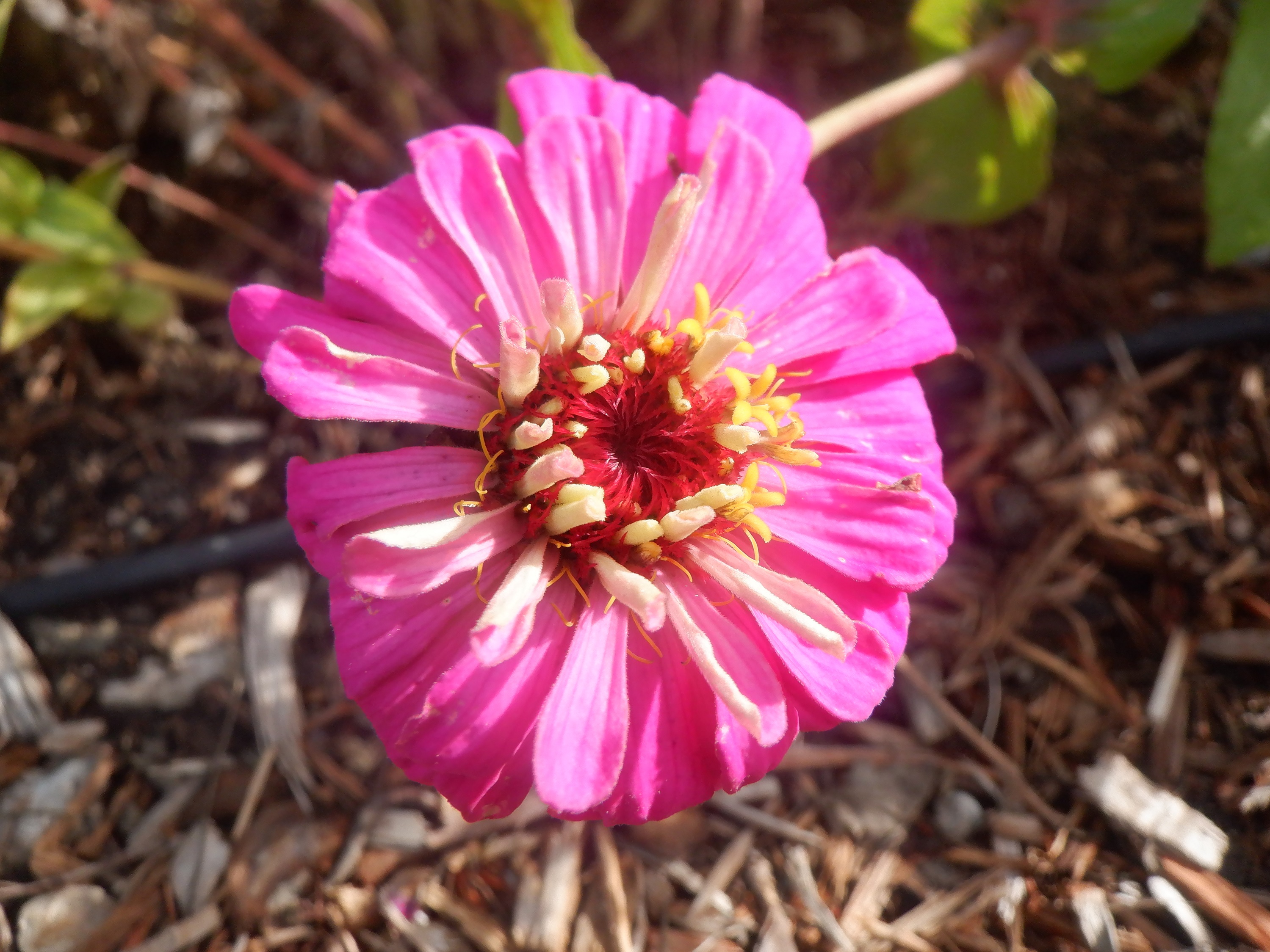 Photo taken by me on the walk I took to my house yesterday Photo taken by me on the walk I took to my house yesterday