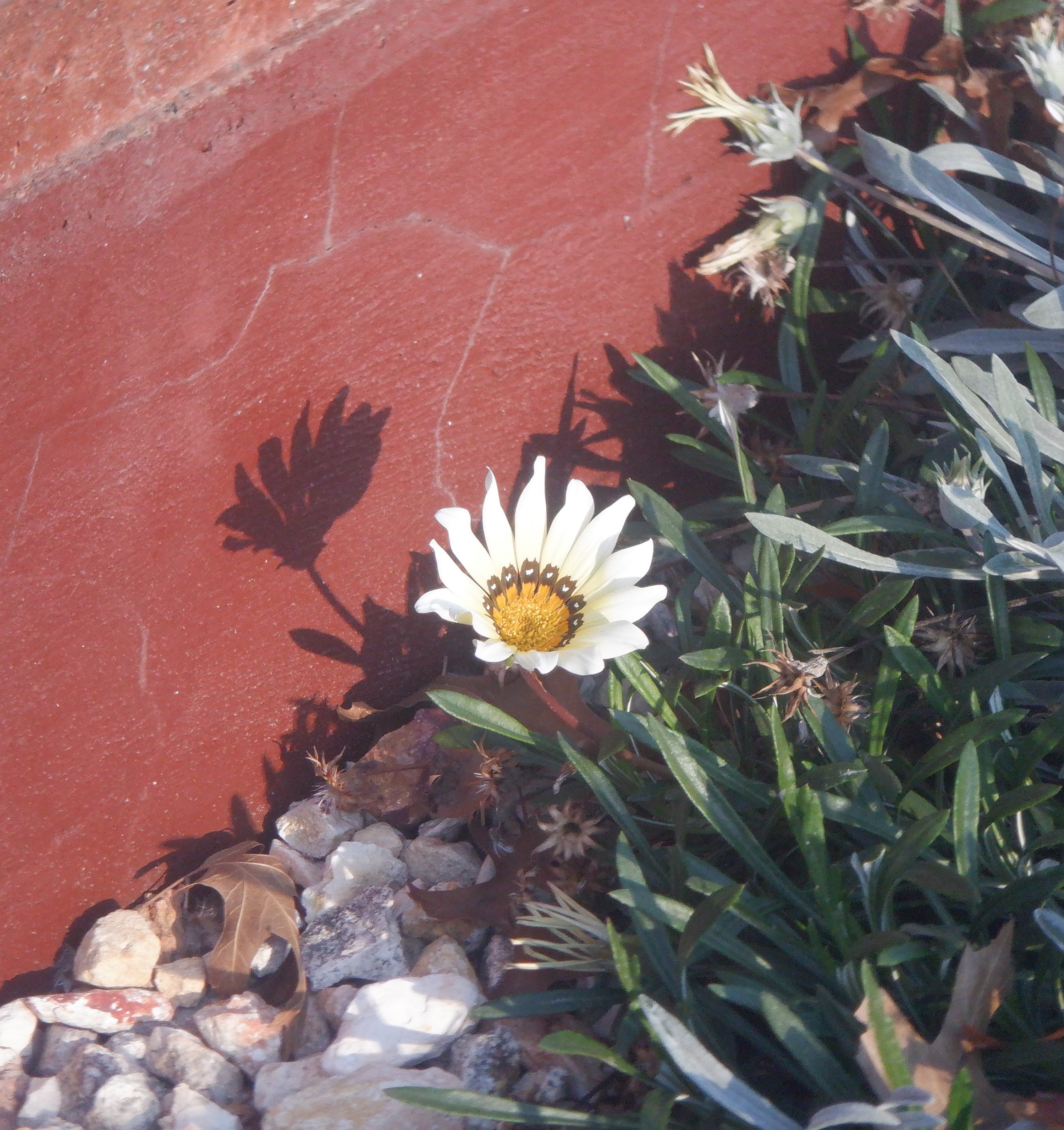 Photo taken by me 11-12-22 Photo taken by me 11-12-22
