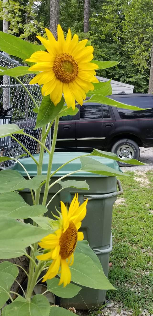 Photo of sunflower I grew 2021 ... owned by Gloria Faye Brown Bates 