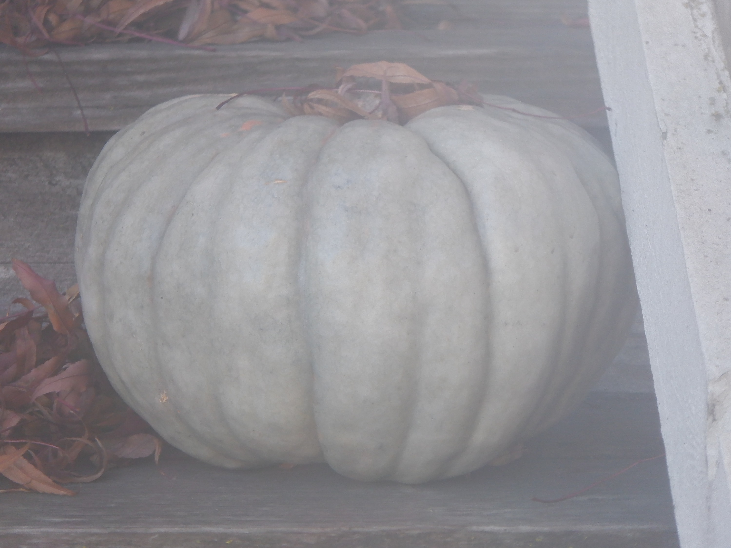 Pumpkin on the dog walking client's doorstep Pumpkin on the dog walking client's doorstep