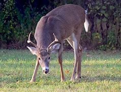 An image of a deer outside in Wisconsin 