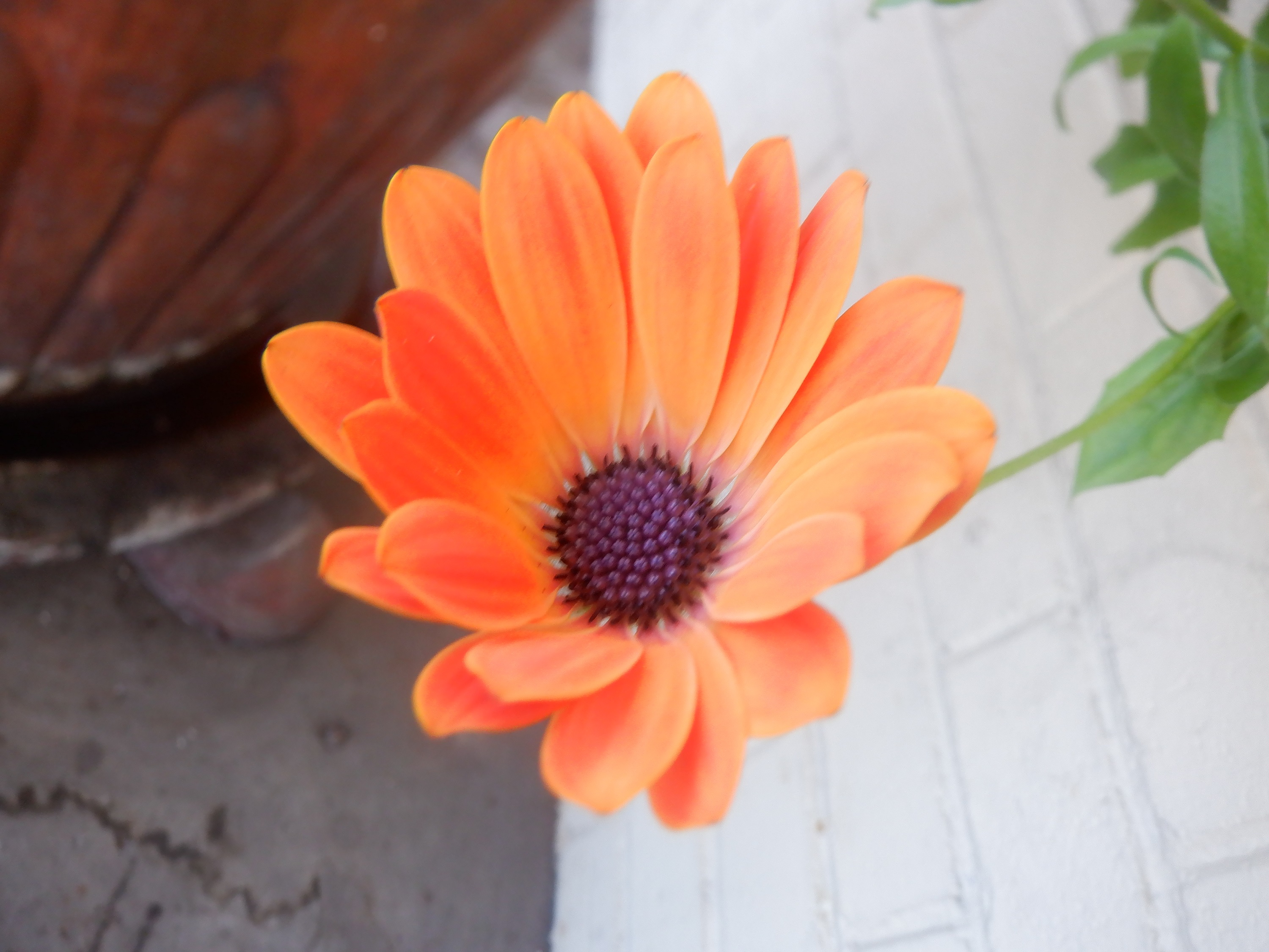 Photo I took of a flower growing by the porch of the young man whose dog I went to meet yesterday Photo I took of a flower growing by the porch of the young man whose dog I went to meet yesterday