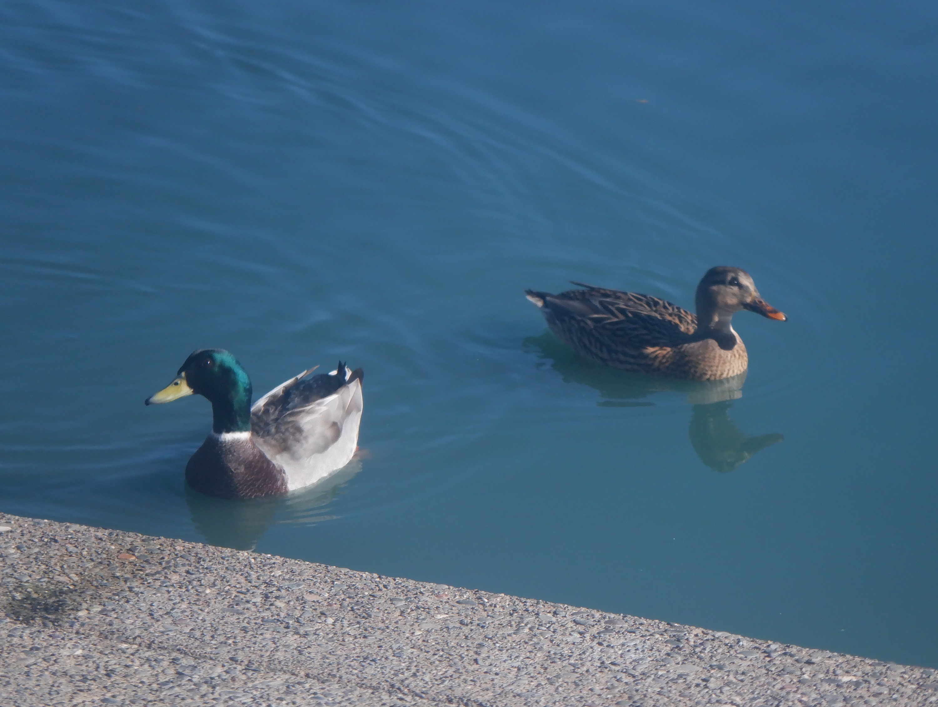 Photo I took of ducks on the man-made lake Photo I took of ducks on the man-made lake