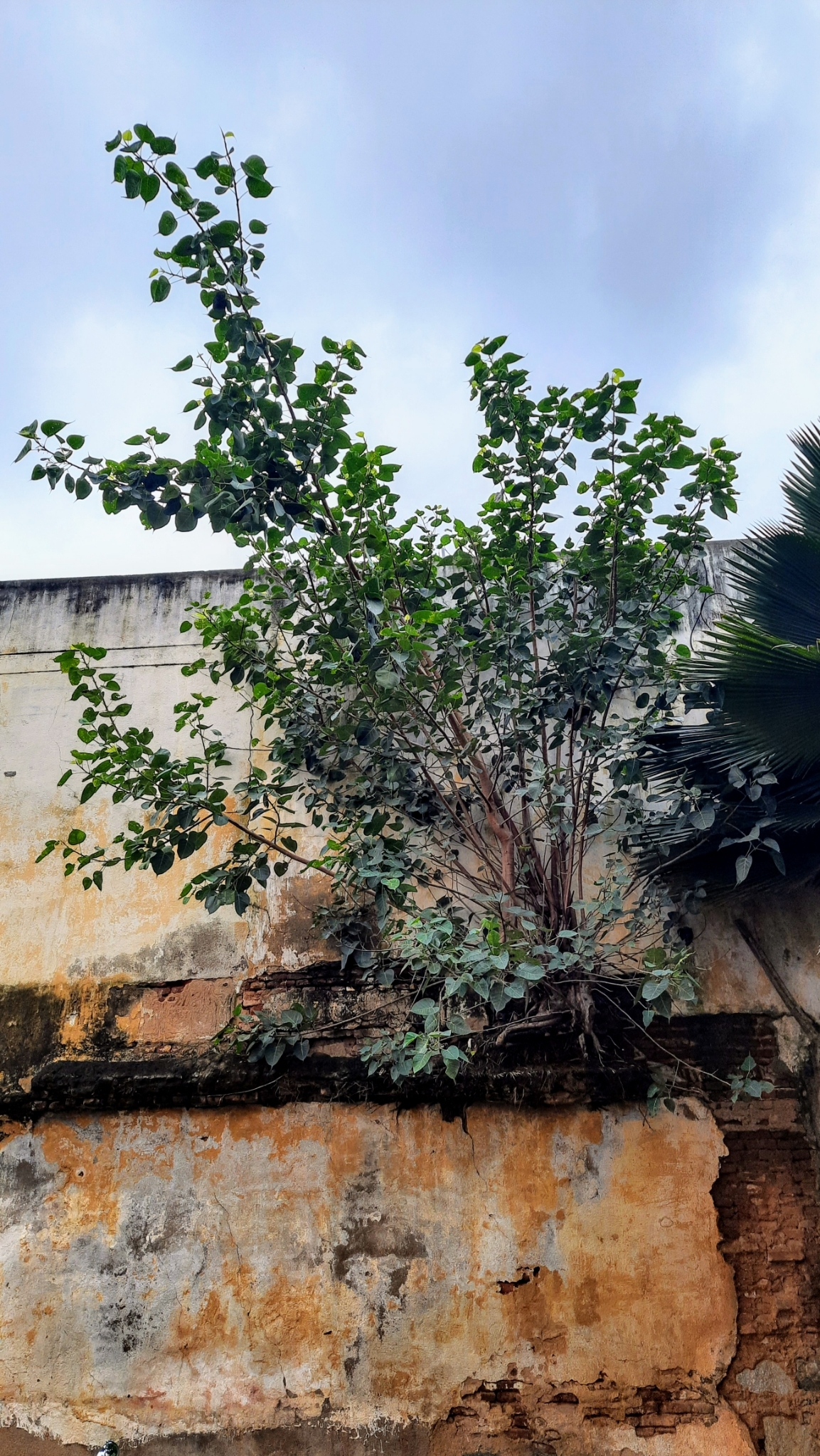 A tree growing in the wall A tree growing in the wall