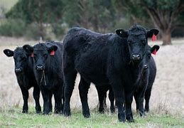 Loose cows running in Elkmont Alabama. Loose cows running in Elkmont Alabama.