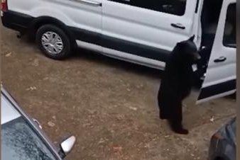 A bear in Tennessee entering a van to eat some food. A bear in Tennessee entering a van to eat some food.
