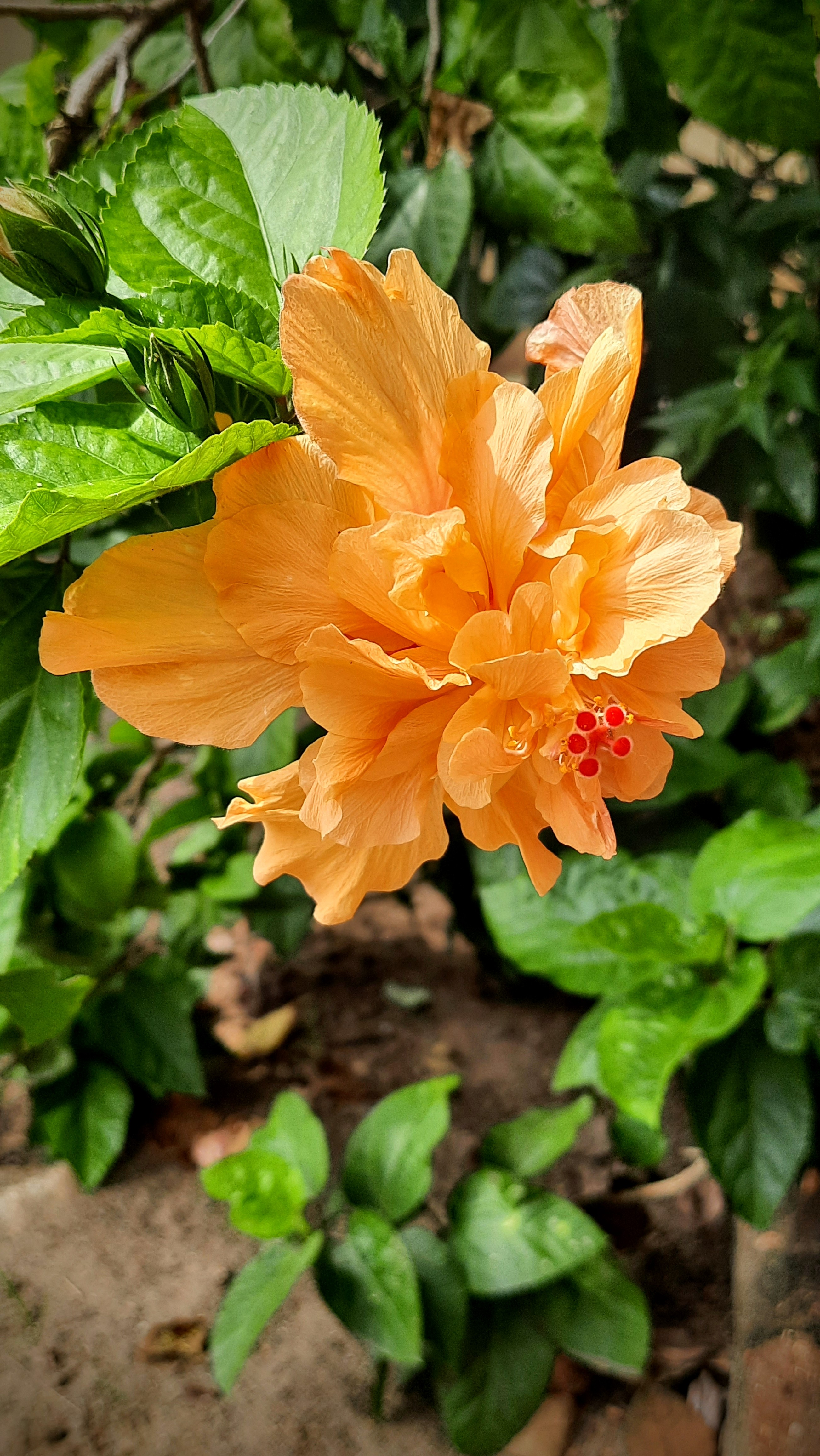 Hibiscus at church Hibiscus at church
