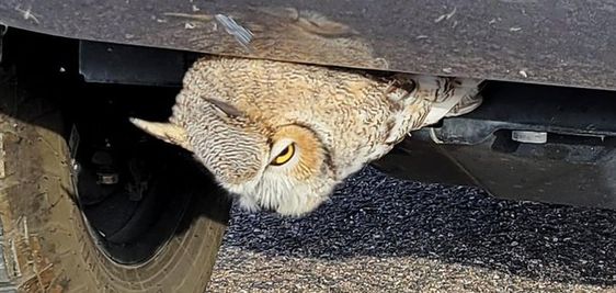 An injured owl that was rescued by a wildlife officer in Colorado An injured owl that was rescued by a wildlife officer in Colorado