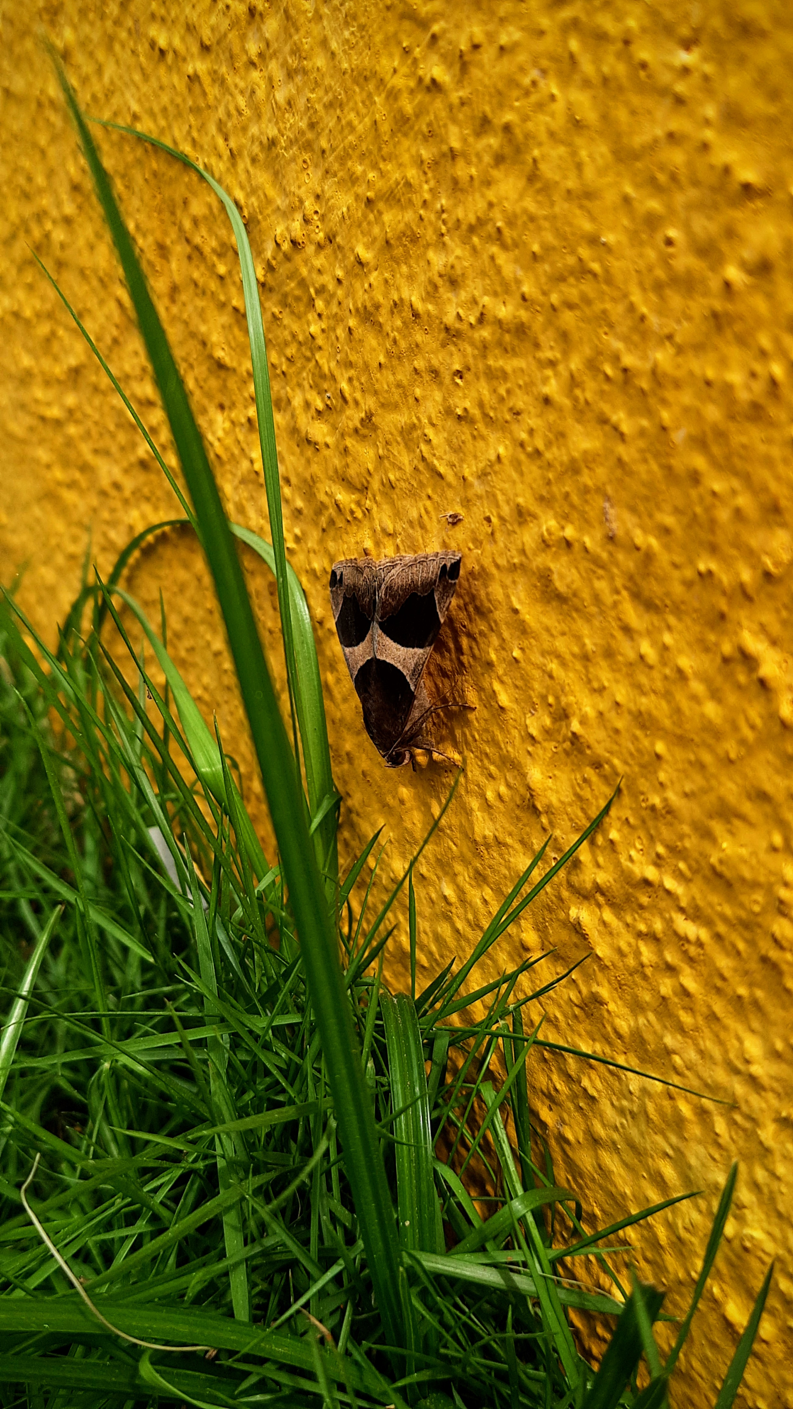Moth Moth