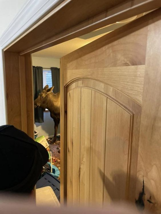 A moose that fell through a window well in Alaska last Sunday. A moose that fell through a window well in Alaska last Sunday.