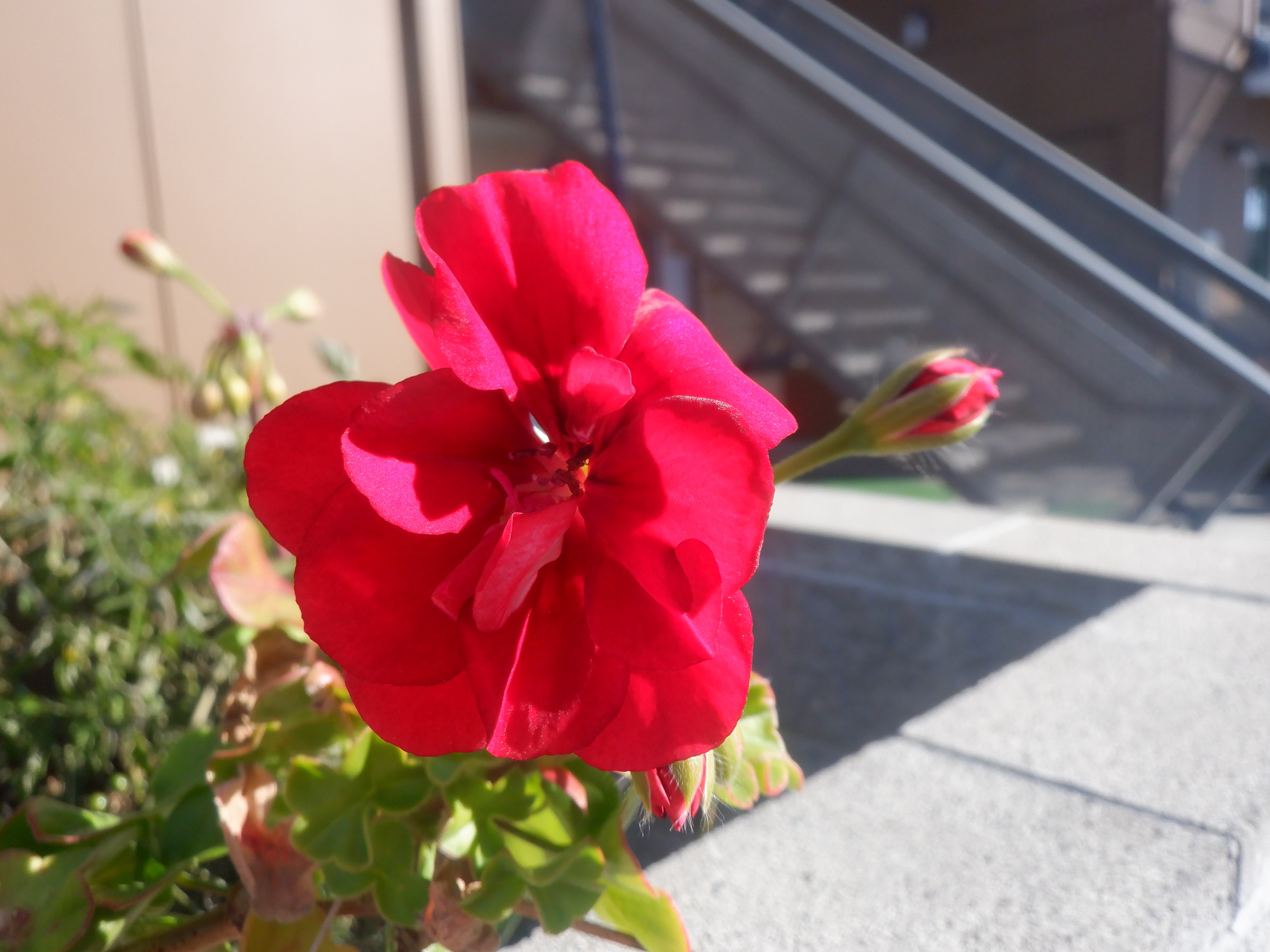 Photo I took of a flower blooming in a pot on my patio wall