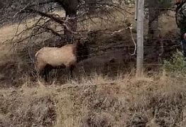 A bull elk in Mitchell Oregon.