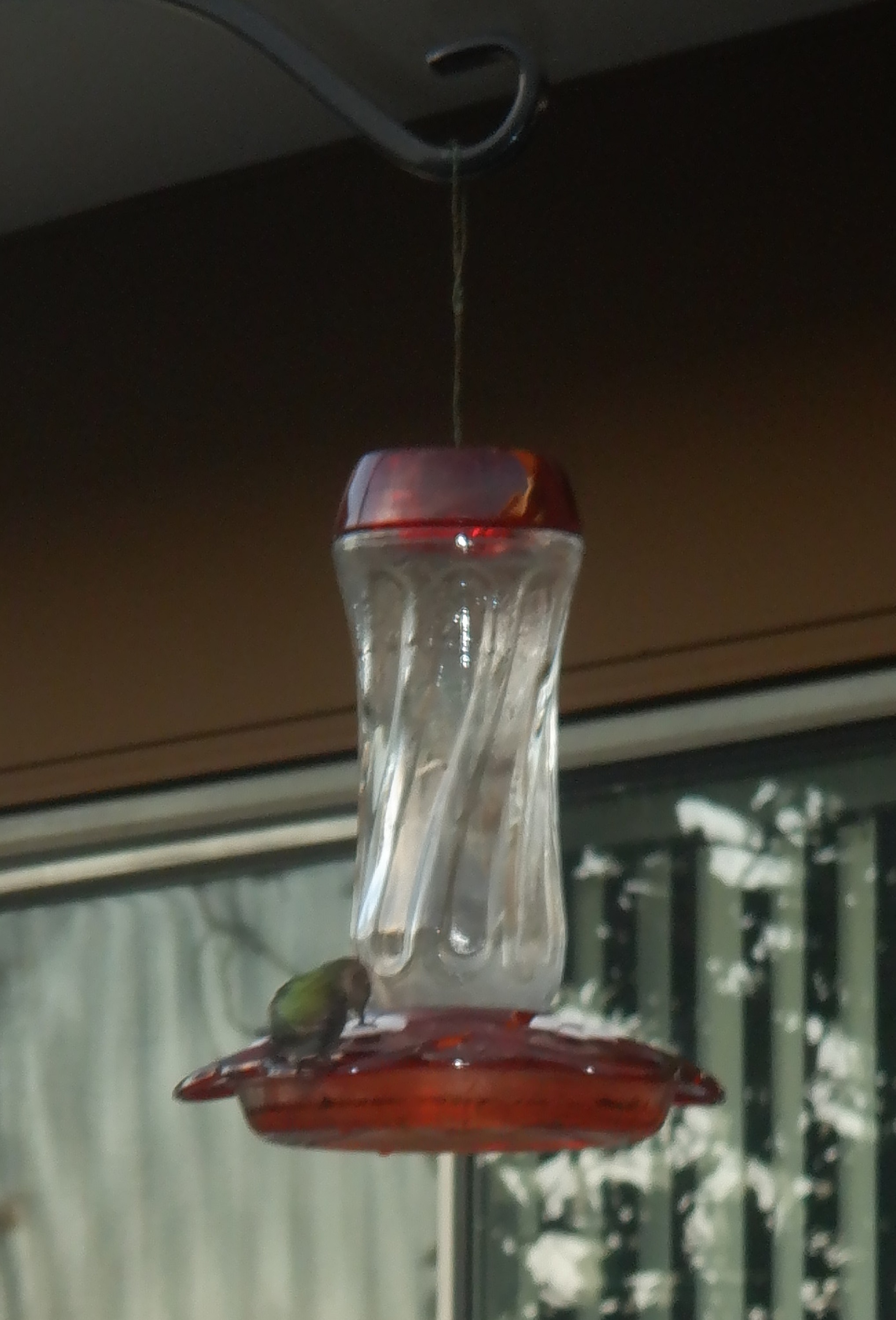 Photo I took of hummingbird at feeder 12 1 22 Photo I took of hummingbird at feeder 12 1 22