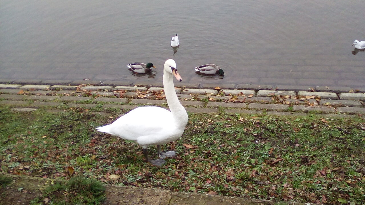 The swan by Stowe Pool The swan by Stowe Pool