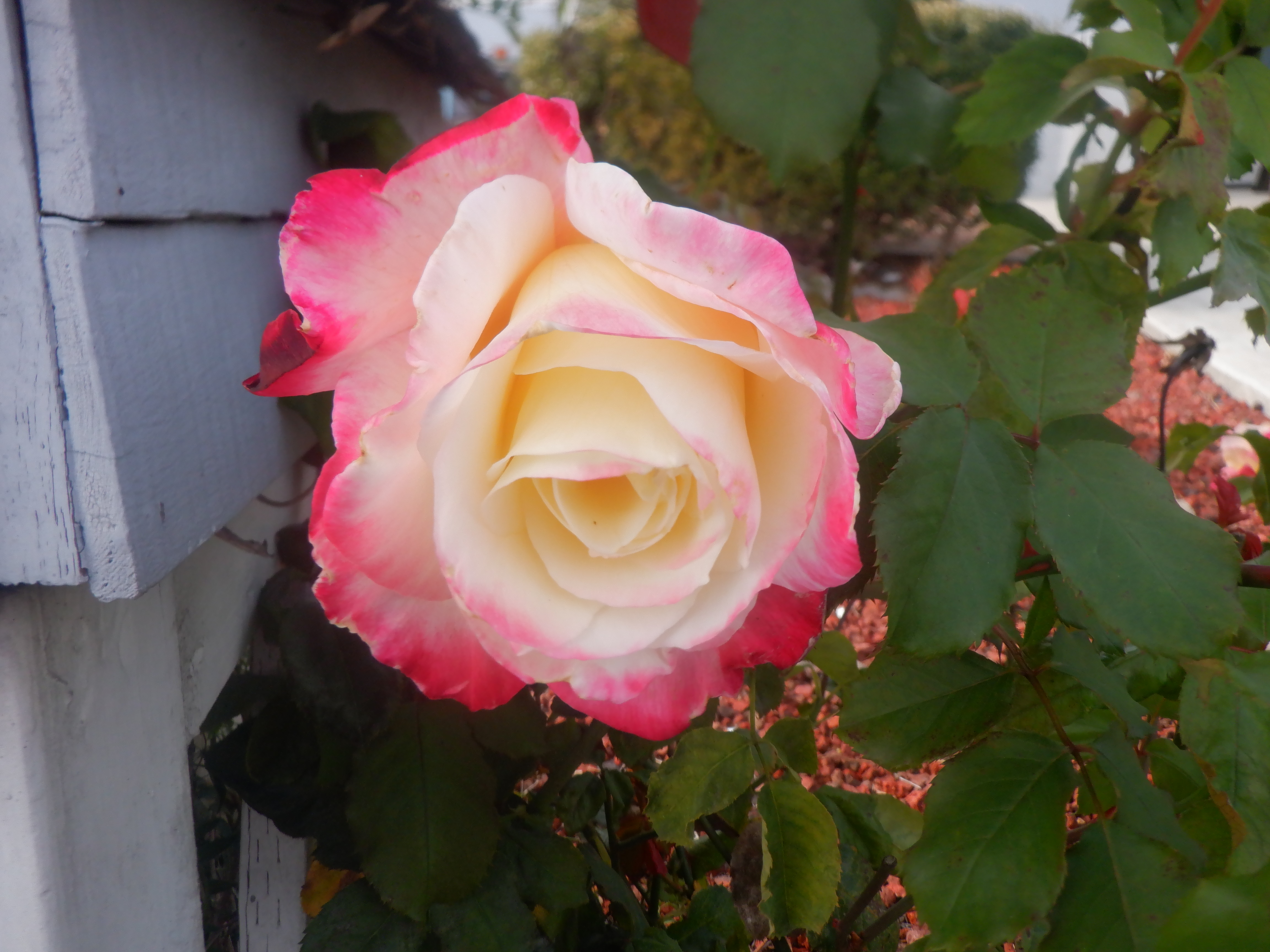 Rose I took a photo of 11-11-22