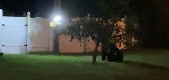 A bear located in Davanport Florida. A bear located in Davanport Florida.