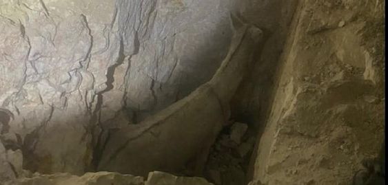 Donkey seen in an abandoned mine in Nevada last Thursday that was rescued. Donkey seen in an abandoned mine in Nevada last Thursday that was rescued.