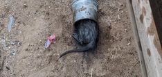 A female cat named Piper trapped inside of a pipe in California. A female cat named Piper trapped inside of a pipe in California.