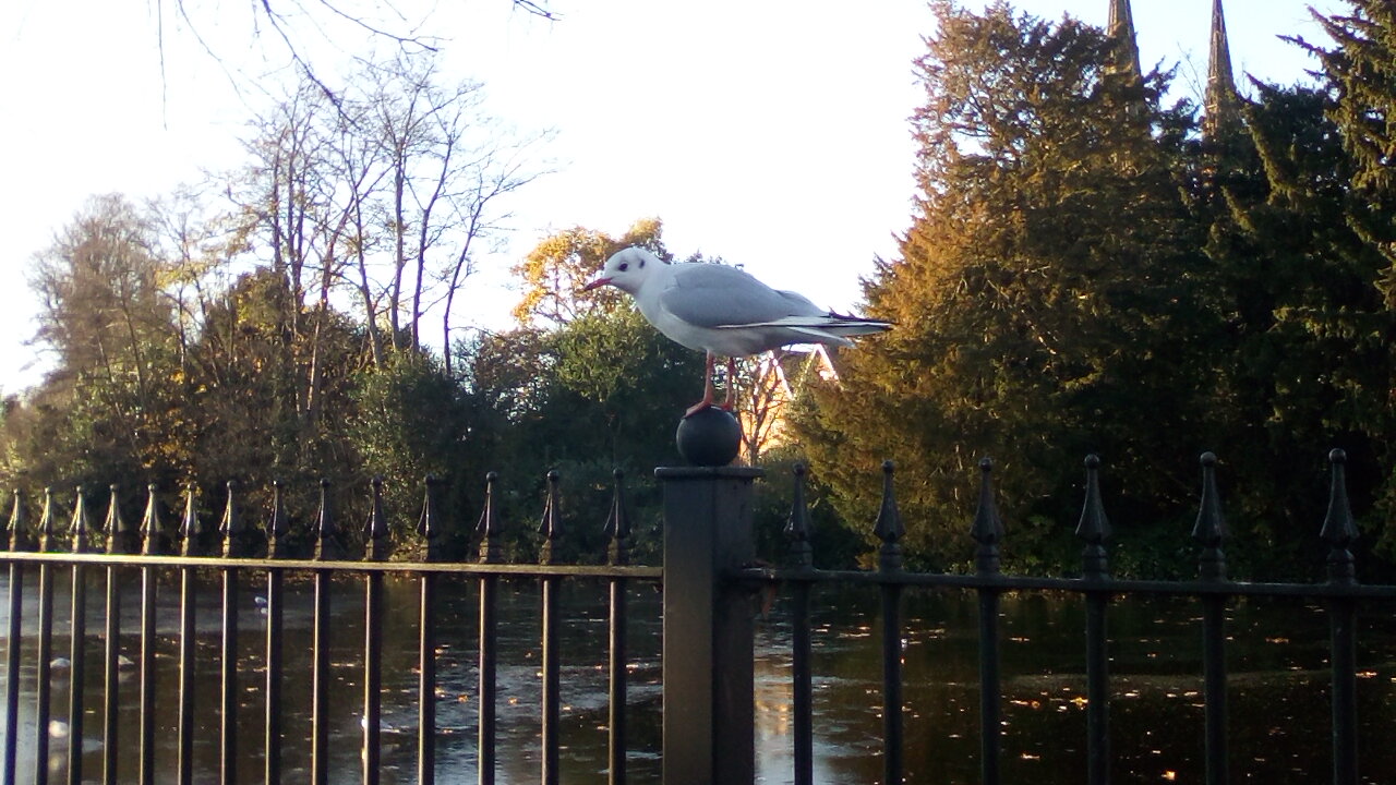 Seagull on fence post by frozen Minster Pool.