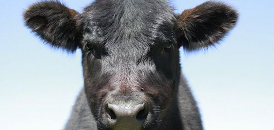 An image of a cow that entered into a doctor&#039;s office in Virginia 