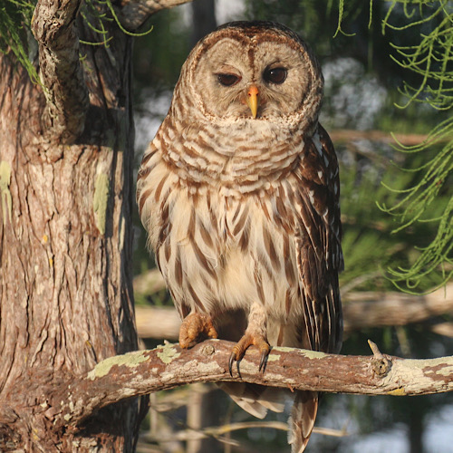 Barred Owls