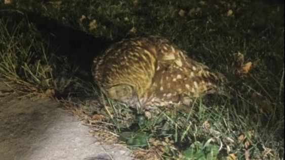 An injured owl seen on a road in Penn Township Pennsylvania. An injured owl seen on a road in Penn Township Pennsylvania.