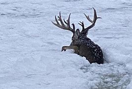 A buck that nearly drowned in a river is rescued by firefighters in Minnesota