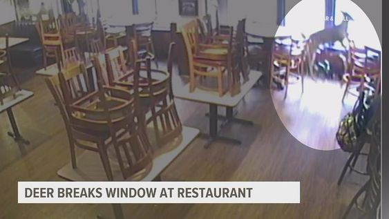 A deer breaks into a restaurant in Gettysburg Pennsylvania on Monday. A deer breaks into a restaurant in Gettysburg Pennsylvania on Monday.