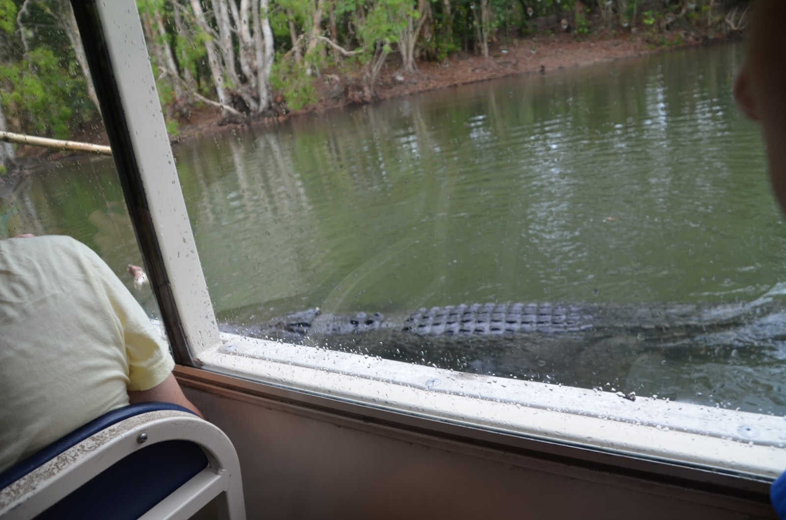 Crocodile in the water