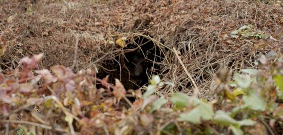 A black bear in the backyard in Asheville North Carolina