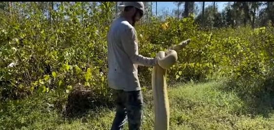 Rhett Stanbury handled a huge snake in Florida. Rhett Stanbury handled a huge snake in Florida.