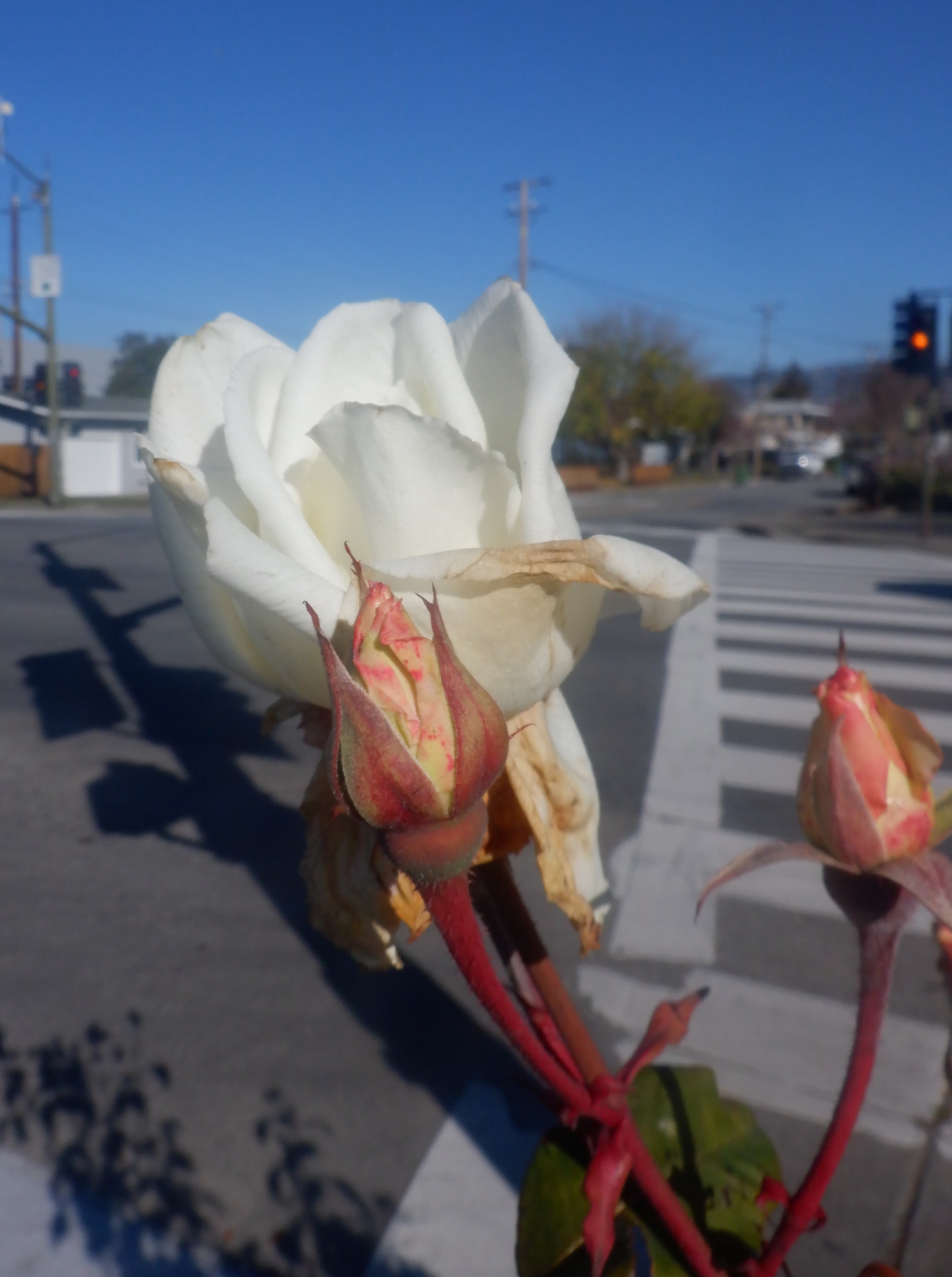 Rose I took a photo of while out Rose I took a photo of while out