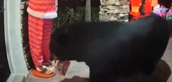 A black bear eating a meal outside of a home in Florida on Wednesday. 