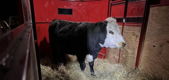 Vienna the cow who had been missing for four months was rescued on Wednesday. Vienna the cow who had been missing for four months was rescued on Wednesday.