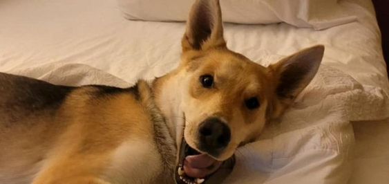 A mixed German Shepherd named Zeppelin is returning home to his home in California. A mixed German Shepherd named Zeppelin is returning home to his home in California.